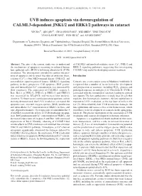 UVB Induces Apoptosis Via Downregulation of CALML3-Dependent JNK1/2 and ERK1/2 Pathways in Cataract