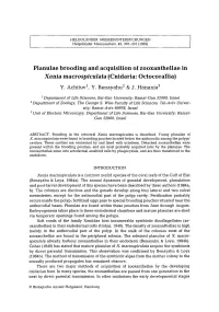 Planulae Brooding and Acquisition of Zooxanthellae in &lt;Emphasis Type