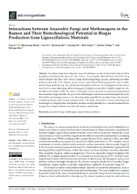 Interactions Between Anaerobic Fungi and Methanogens in the Rumen and Their Biotechnological Potential in Biogas Production from Lignocellulosic Materials