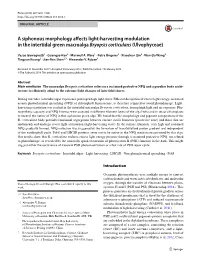 A Siphonous Morphology Affects Light-Harvesting Modulation in The