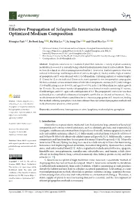 Effective Propagation of Selaginella Tamariscina Through Optimized Medium Composition