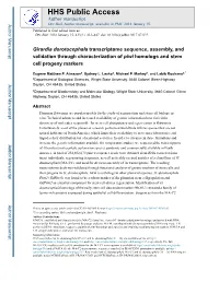 Girardia Dorotocephala Transcriptome Sequence, Assembly, and Validation Through Characterization of Piwi Homologs and Stem Cell Progeny Markers