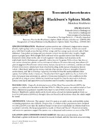 Blackburn's Sphinx Moth