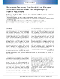 Expressing Ganglion Cells on Macaque and Human Retinas Form Two Morphologically Distinct Populations