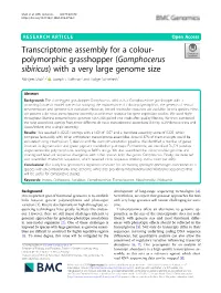 Transcriptome Assembly for a Colour-Polymorphic Grasshopper