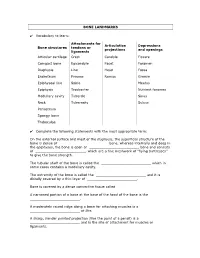 BONE LANDMARKS Vocabulary to Learn: Bone Structures Attachments