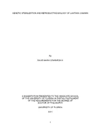 University of Florida Thesis Or Dissertation Formatting