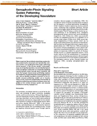 Short Article Semaphorin-Plexin Signaling Guides Patterning of The