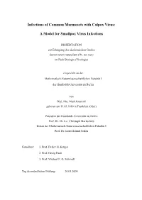 A Model for Smallpox Virus Infections