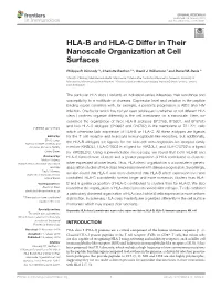 HLA-B and HLA-C Differ in Their Nanoscale Organization at Cell Surfaces