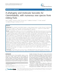 A Phylogeny and Molecular Barcodes for Caenorhabditis, with Numerous