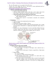 The Role of the Spinal Cord Is Secondary to That of the Brain
