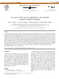 Wnt1 and Wnt10b Function Redundantly at the Zebrafish Midbrain