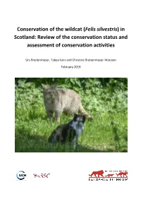Conservation of the Wildcat (Felis Silvestris) in Scotland: Review of the Conservation Status and Assessment of Conservation Activities