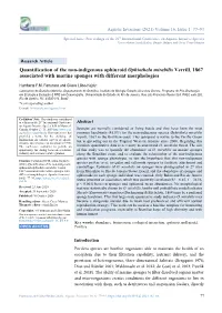 Quantification of the Non-Indigenous Ophiuroid Ophiothela Mirabilis Verrill, 1867 Associated with Marine Sponges with Different Morphologies