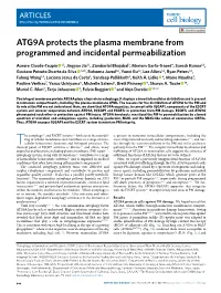 ATG9A Protects the Plasma Membrane from Programmed and Incidental Permeabilization