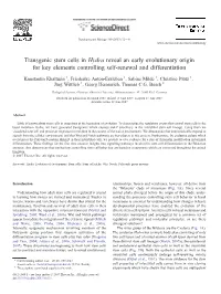 Transgenic Stem Cells in Hydra Reveal an Early Evolutionary Origin for Key Elements Controlling Self-Renewal and Differentiation