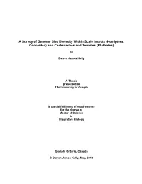 A Survey of Genome Size Diversity Within Scale Insects (Hemiptera: Coccoidea) and Cockroaches and Termites (Blattodea)