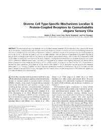 Diverse Cell Type-Specific Mechanisms Localize G Protein