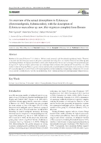 An Overview of the Sexual Dimorphism in Echiniscus (Heterotardigrada, Echiniscoidea), with the Description of Echiniscus Masculinus Sp
