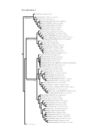 Procellariidae Species Tree