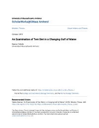 An Examination of Tern Diet in a Changing Gulf of Maine