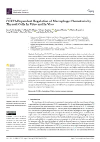 FOXE1-Dependent Regulation of Macrophage Chemotaxis by Thyroid Cells in Vitro and in Vivo