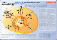 Signaling in the Type I Interferon Antiviral Innate Immune Response