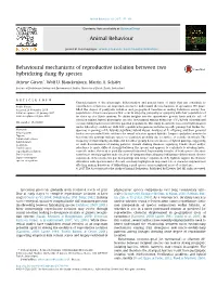 Behavioural Mechanisms of Reproductive Isolation Between Two Hybridizing Dung Fly Species