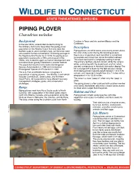 Piping Plover Fact Sheet
