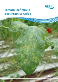 Tomato Leaf Mould Best Practice Guide