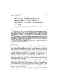 The Effect of Enucleation on Flagellar Regeneration in the Protozoon Peranema Trichophorum