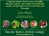 Collecting Sapotes ( Pouteria Spp.), Sapodilla (Manilkara Zapota ) And