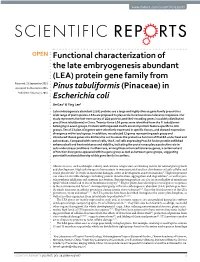 Functional Characterization of the Late Embryogenesis