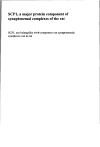 SCP1, a Major Protein Component of Synaptonemal Complexes of the Rat