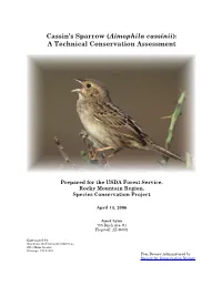 Cassin's Sparrow