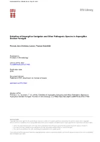 Extrolites of Aspergillus Fumigatus and Other Pathogenic Species in Aspergillus Section Fumigati