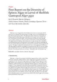 First Report on the Diversity of Epizoic Algae in Larval of Shellfish