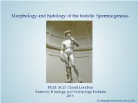 Morphology and Histology of the Testicle. Spermiogenesis