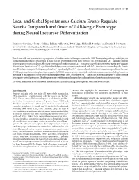 Local and Global Spontaneous Calcium Events Regulate Neurite Outgrowth and Onset of Gabaergic Phenotype During Neural Precursor Differentiation