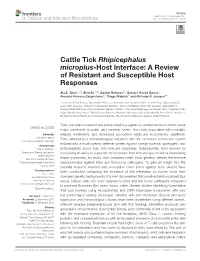 Cattle Tick Rhipicephalus Microplus-Host Interface: a Review of Resistant and Susceptible Host Responses