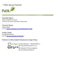 1. Padil Species Factsheet Scientific Name: Common Name Image