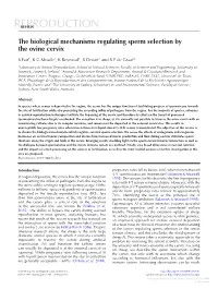 The Biological Mechanisms Regulating Sperm Selection by the Ovine Cervix