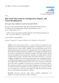 Role of the Polycystins in Cell Migration, Polarity, and Tissue Morphogenesis