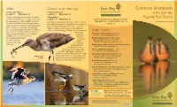Common Shorebirds