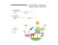 Cellular Respiration: the Breakdown of Glucose to Release Energy to Make ATP's