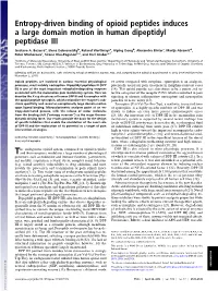 Entropy-Driven Binding of Opioid Peptides Induces a Large Domain Motion in Human Dipeptidyl Peptidase III