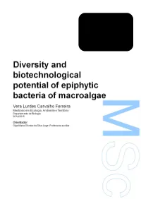 Diversity and Biotechnological Potential of Epiphytic Bacteria of Macroalgae