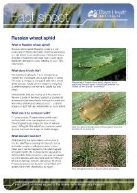 Russian Wheat Aphid