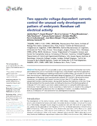 Two Opposite Voltage-Dependent Currents Control the Unusual Early